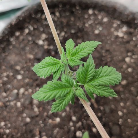 HMMM growlog timeline photo