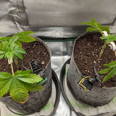 HMMM growlog timeline photo