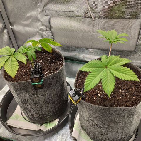 HMMM growlog timeline photo