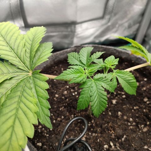 HMMM growlog timeline photo