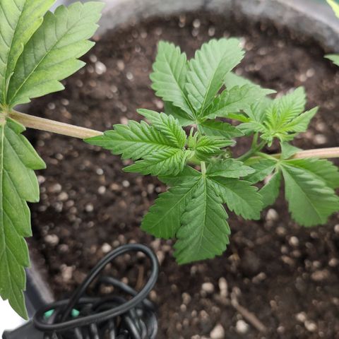 HMMM growlog timeline photo
