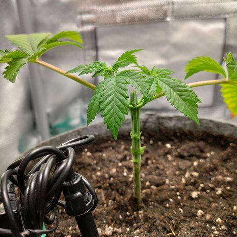 HMMM growlog timeline photo