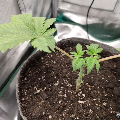 HMMM growlog timeline photo