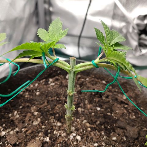 HMMM growlog timeline photo