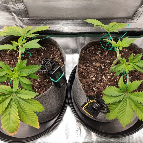 HMMM growlog timeline photo