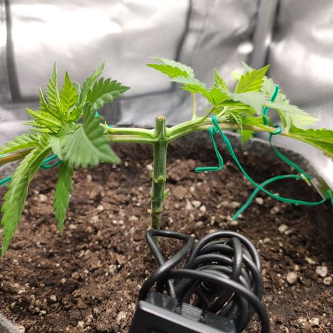 HMMM growlog timeline photo