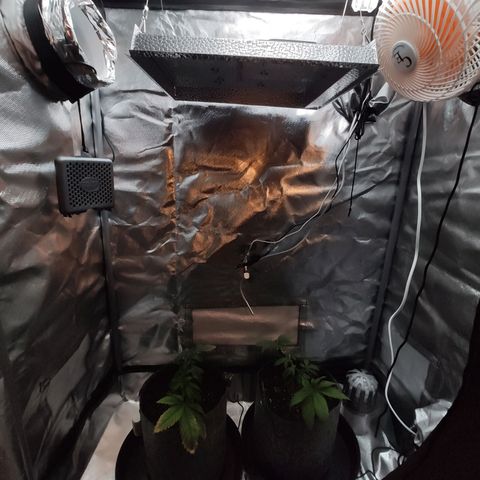 HMMM growlog photo: Moved light down. Added internal small carbon filter. Moved humidity meters out.