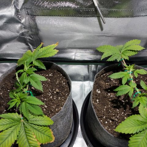 HMMM growlog photo: Moved light down. Added internal small carbon filter. Moved humidity meters out.