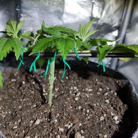 HMMM growlog photo: Moved light down. Added internal small carbon filter. Moved humidity meters out.