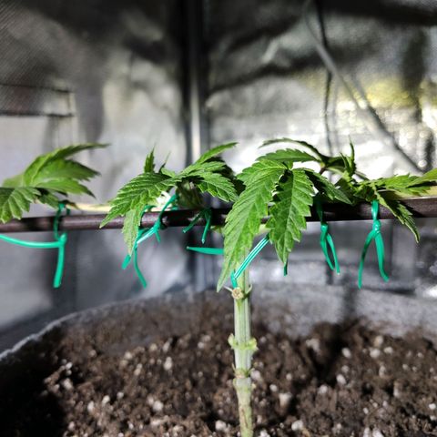 HMMM growlog photo: Moved light down. Added internal small carbon filter. Moved humidity meters out.