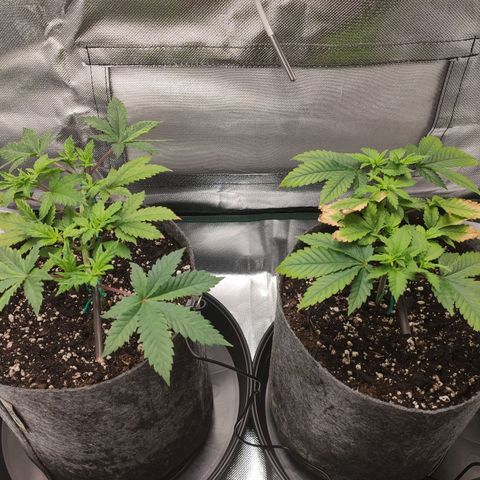HMMM growlog timeline photo