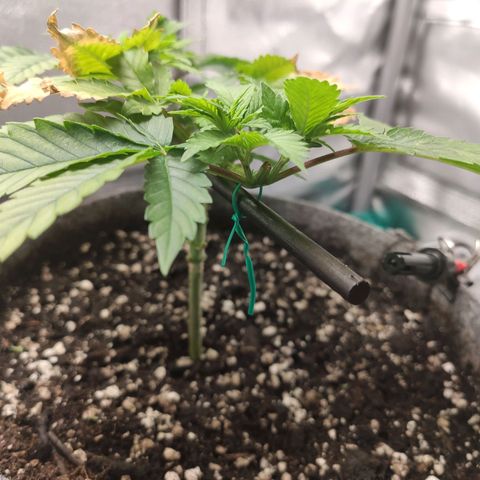 HMMM growlog timeline photo