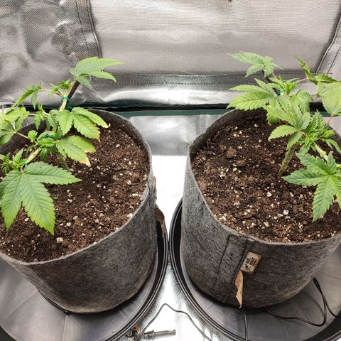 HMMM growlog timeline photo