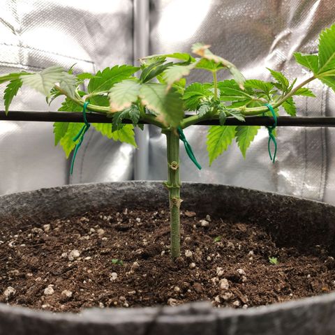 HMMM growlog timeline photo