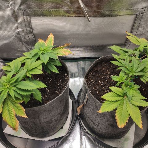 HMMM growlog timeline photo