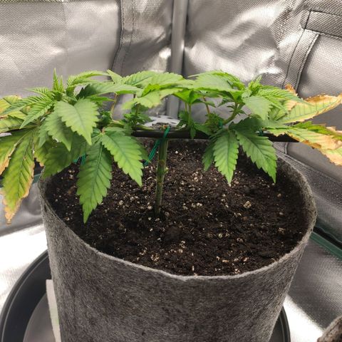 HMMM growlog timeline photo