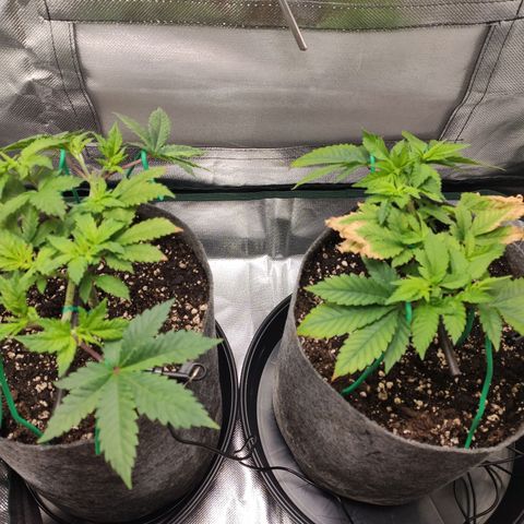 HMMM growlog timeline photo