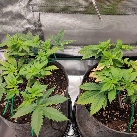 HMMM growlog timeline photo