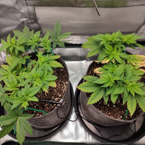HMMM growlog timeline photo