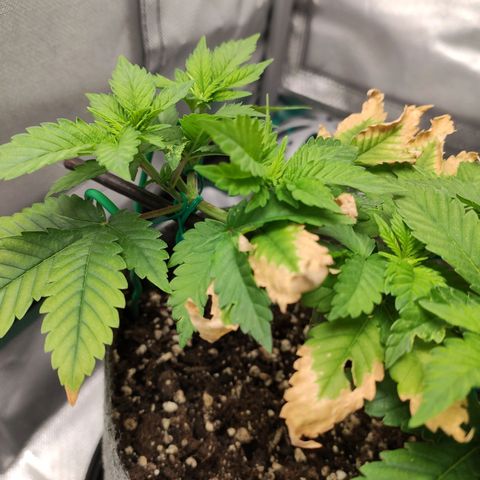HMMM growlog timeline photo