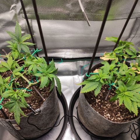 HMMM growlog timeline photo