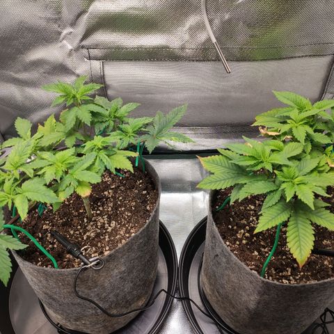 HMMM growlog timeline photo