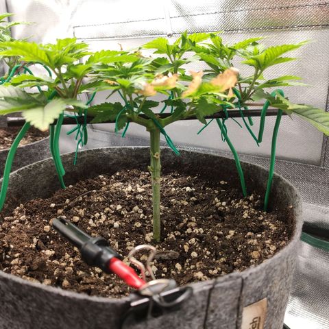 HMMM growlog timeline photo
