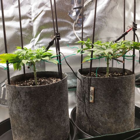 HMMM growlog timeline photo