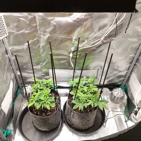 HMMM growlog timeline photo