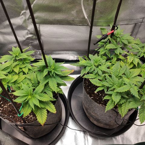 HMMM growlog timeline photo