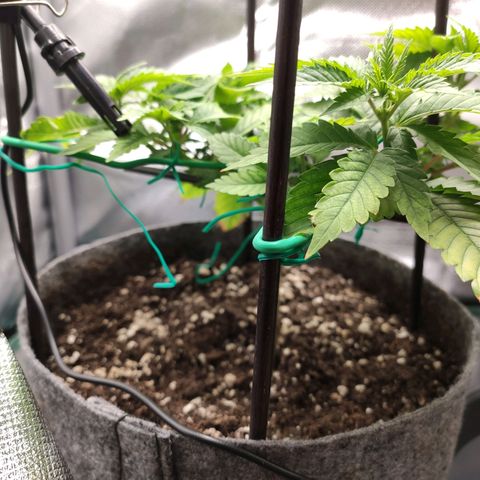 HMMM growlog timeline photo