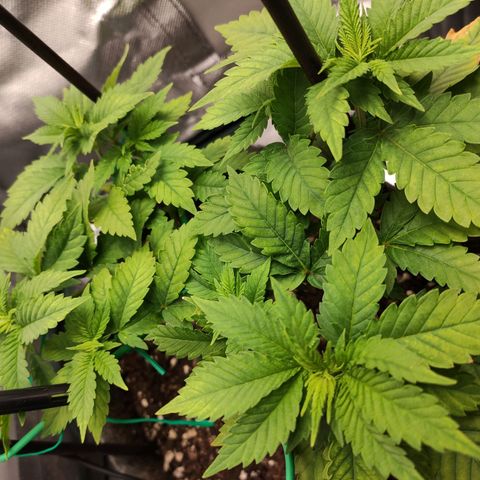 HMMM growlog timeline photo