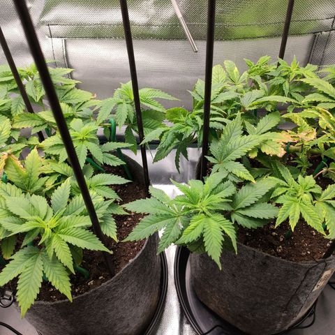 HMMM growlog timeline photo