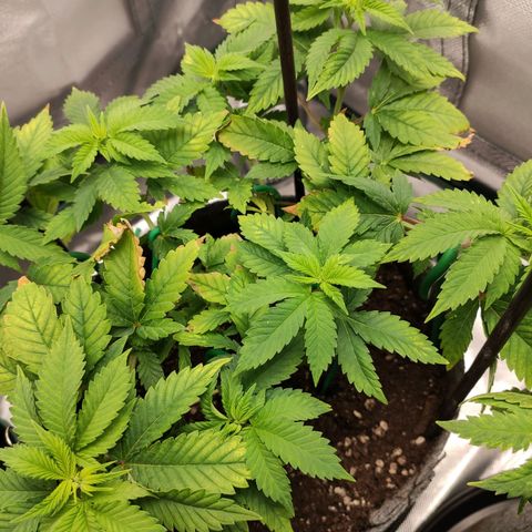 HMMM growlog timeline photo