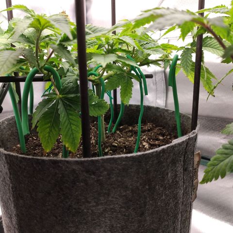 HMMM growlog timeline photo
