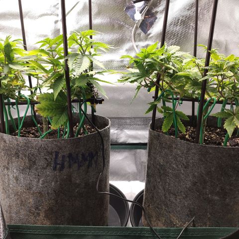 HMMM growlog timeline photo