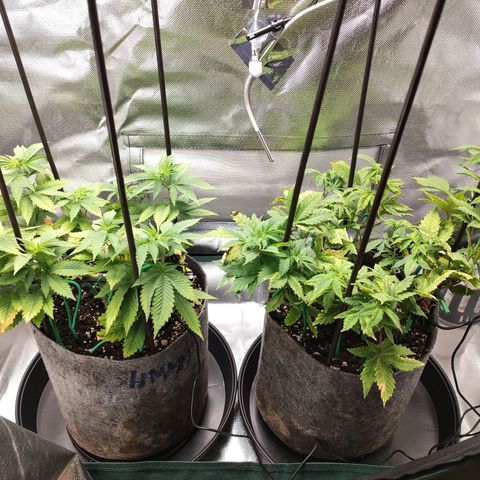 HMMM growlog timeline photo