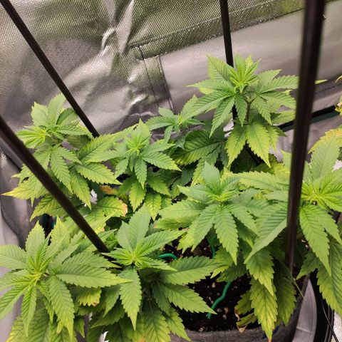HMMM growlog timeline photo
