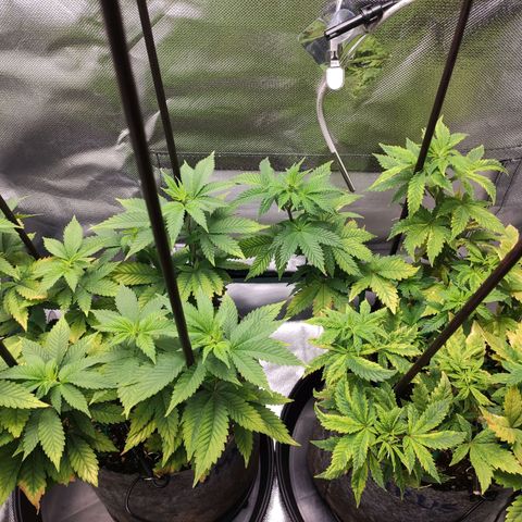 HMMM growlog timeline photo