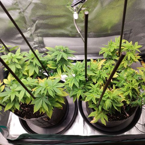 HMMM growlog timeline photo