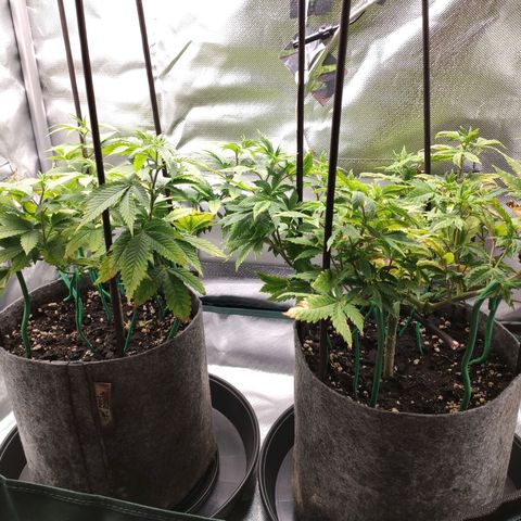 HMMM growlog timeline photo