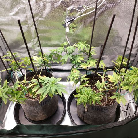 HMMM growlog timeline photo