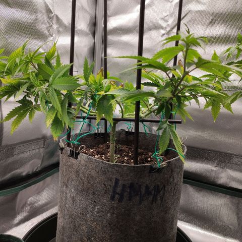 HMMM growlog timeline photo