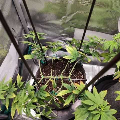 HMMM growlog timeline photo