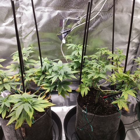 HMMM growlog timeline photo