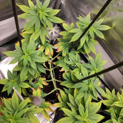 HMMM growlog timeline photo