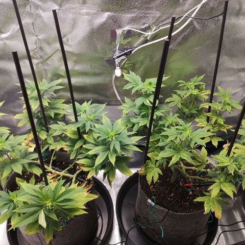 HMMM growlog timeline photo