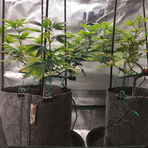 HMMM growlog timeline photo