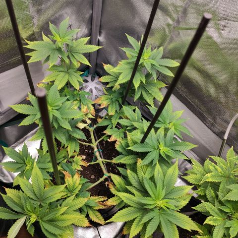 HMMM growlog timeline photo
