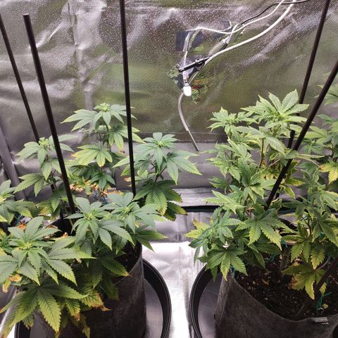 HMMM growlog timeline photo